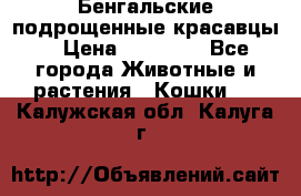 Бенгальские подрощенные красавцы. › Цена ­ 20 000 - Все города Животные и растения » Кошки   . Калужская обл.,Калуга г.